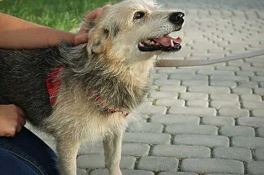 Samotny Puszek z pustej posesji pilnie potrzebuje 