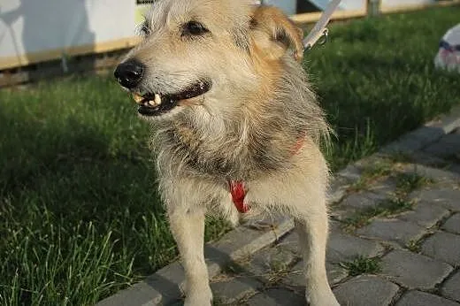 Samotny Puszek z pustej posesji pilnie potrzebuje 