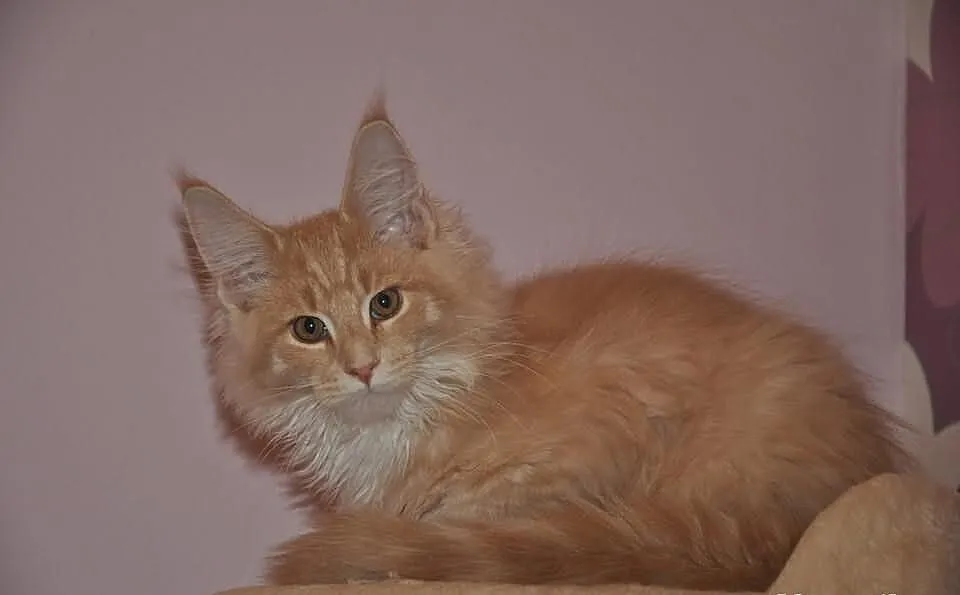 Bystrzak kocurek maine coon z rodowodem kremowy z