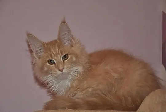 Bystrzak kocurek maine coon z rodowodem kremowy z 