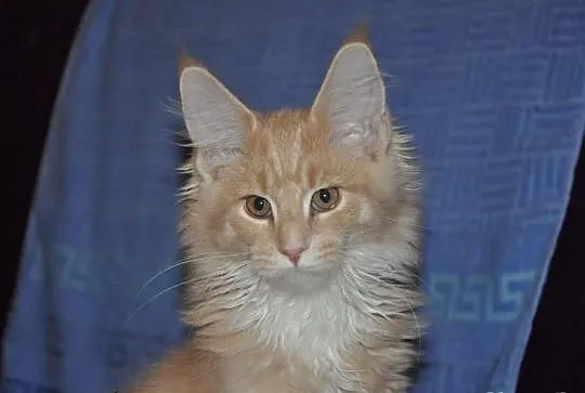 Bystrzak kocurek maine coon z rodowodem kremowy z 