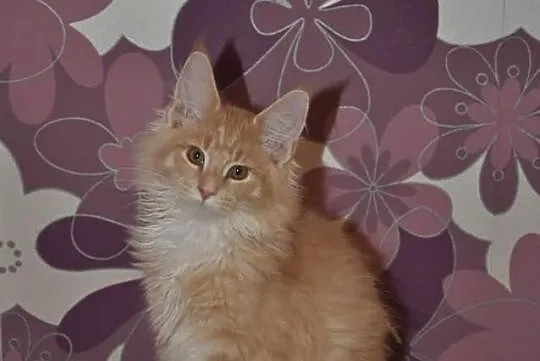 Bystrzak kocurek maine coon z rodowodem kremowy z 