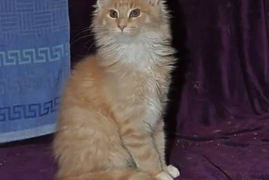 Bystrzak kocurek maine coon z rodowodem kremowy z 