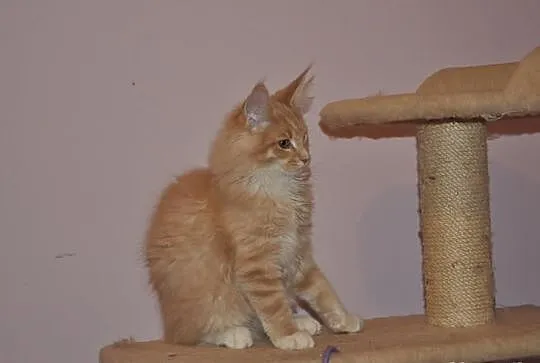 Bystrzak kocurek maine coon z rodowodem kremowy z 