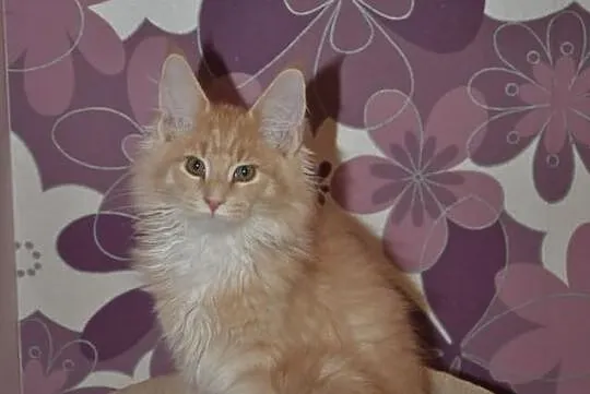 Bystrzak kocurek maine coon z rodowodem kremowy z 