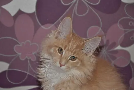 Bystrzak kocurek maine coon z rodowodem kremowy z 
