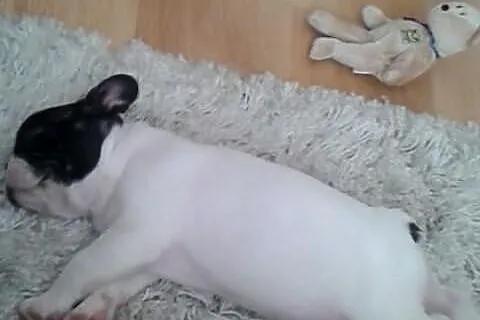 Buldog Francuski rodowód FCI ZKwP