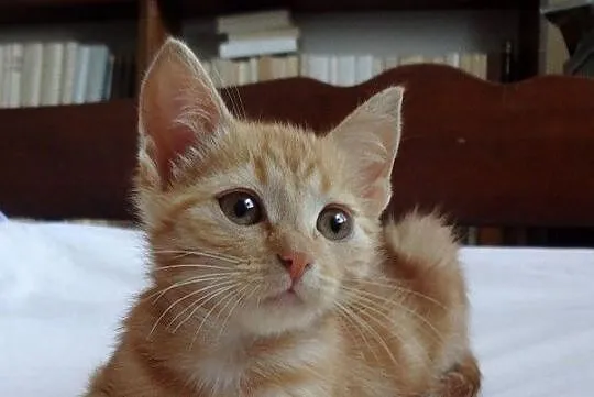 3 miesięczne KOCIACZKI do adopcji