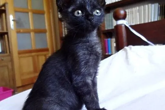 3 miesięczne KOCIACZKI do adopcji