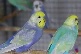 Papugi
