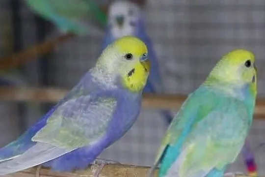 Papugi