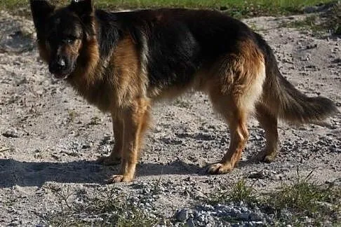 BOSS piękny owczarek szuka daświadczonego domu,  w