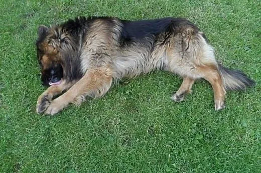 BOSS piękny owczarek szuka daświadczonego domu,  w