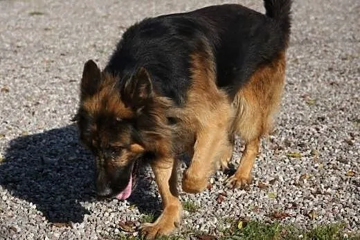 BOSS piękny owczarek szuka daświadczonego domu,  w