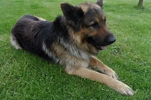 BOSS piękny owczarek szuka daświadczonego domu,  w