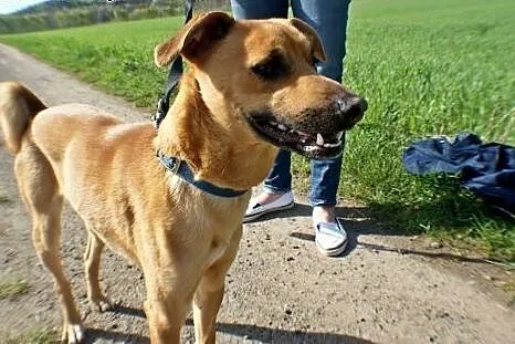 Azorek gotowy do adopcji.,  dolnośląskie Jelenia G
