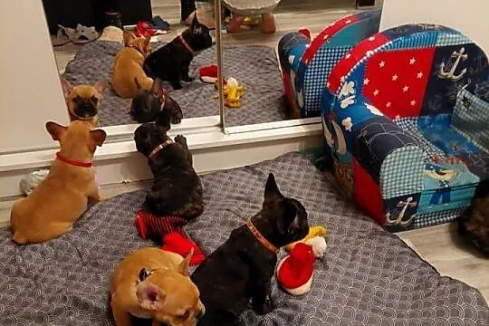 buldog francuski buldożek chlopiec, Kujawsko-pomorskie, Chełmża