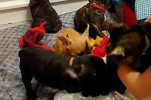 buldog francuski buldożek chlopiec, Kujawsko-pomorskie, Chełmża