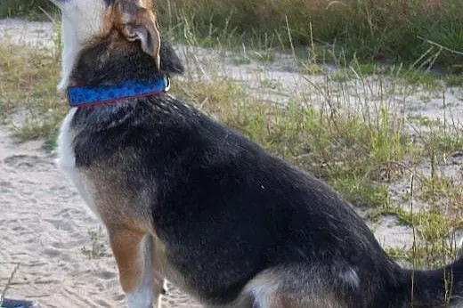 Maksik to super psiak, tylko Ciebie mu brak :(,  K