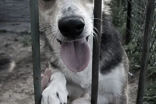 Maksik to super psiak, tylko Ciebie mu brak :(,  K
