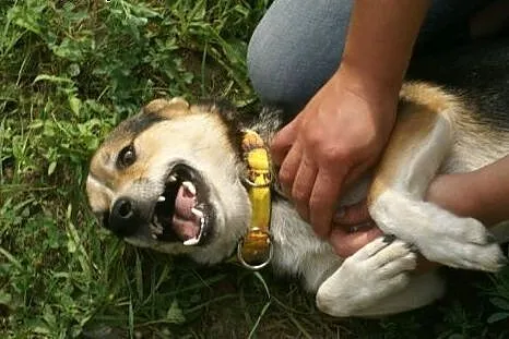 Maksik to super psiak, tylko Ciebie mu brak :(,  K