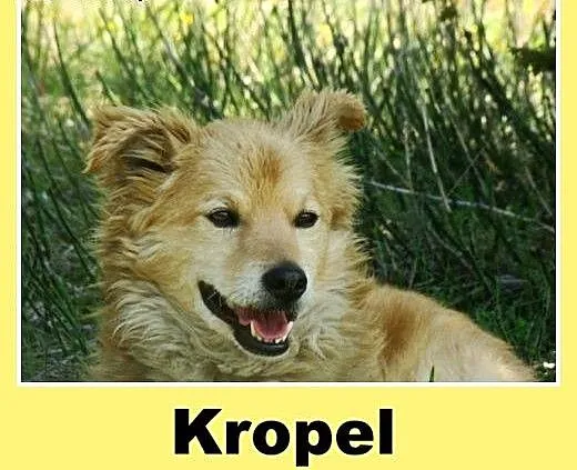 Spragniony miłości, spokojny pies Kropel -adopcja,