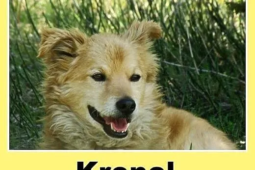 Spragniony miłości, spokojny pies Kropel -adopcja,