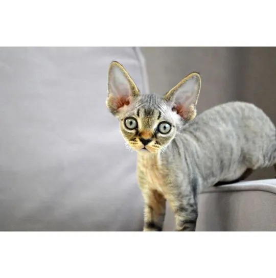 Urocze kocięta rasy Devon Rex na sprzedaż, chętnie je odbiorę.