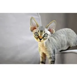 Urocze kocięta rasy Devon Rex na sprzedaż, chętnie je odbiorę.