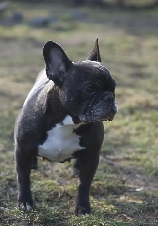 Buldog francuski - sunia 8 lat