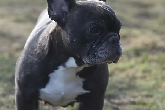 Buldog francuski - sunia 8 lat