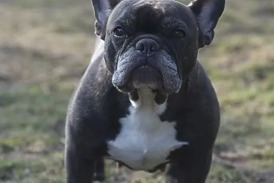 Buldog francuski - sunia 8 lat