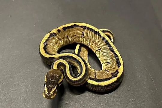 Pyton regius - Genetic Stripe