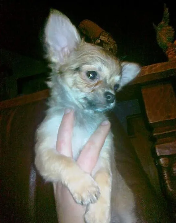 Suczka chihuahua