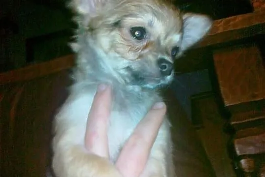 Suczka chihuahua