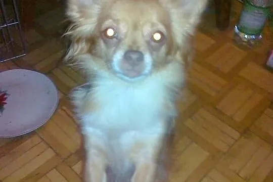 Suczka chihuahua