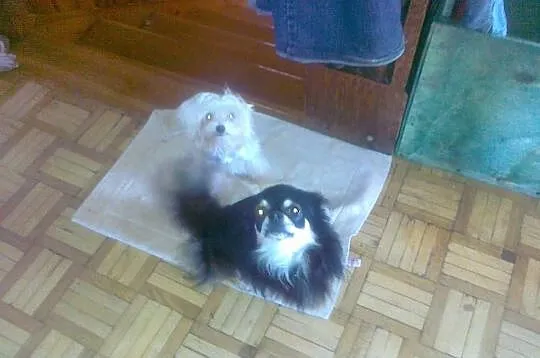 Suczka chihuahua