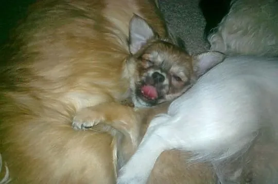 Suczka chihuahua