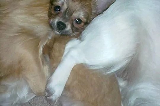 Suczka chihuahua