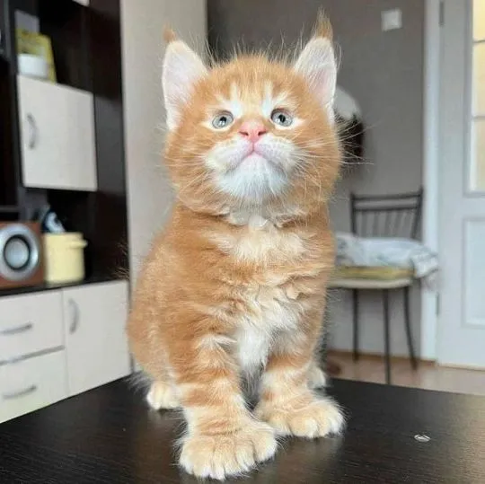 Kocieta Maine Coon Mine coon.  email : {{legowikanna7@gmail.com}}, , Opole