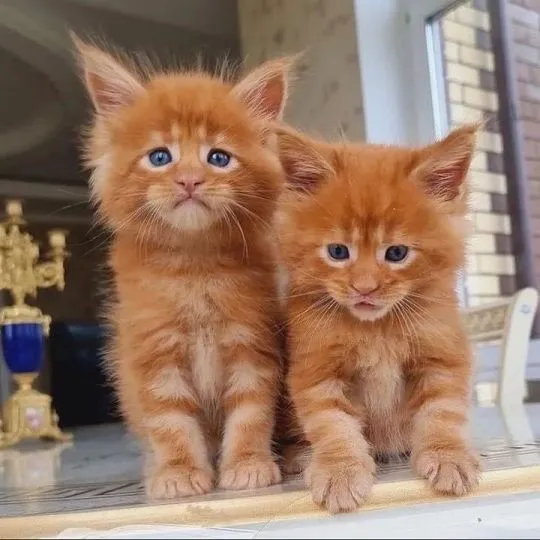 Kocieta Maine Coon Mine coon.  email : {{legowikanna7@gmail.com}}