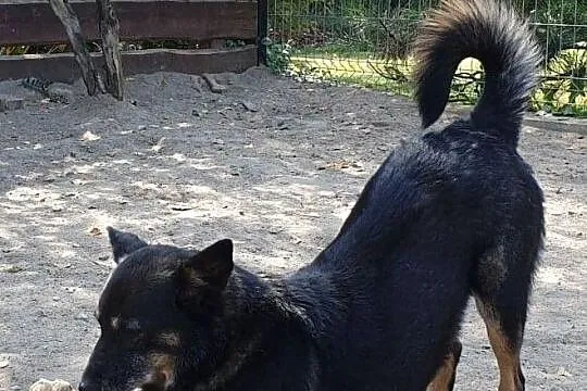 Kochana 7 letnia Luka szuka domu, Warszawa, Mazowieckie, Warszawa