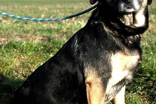Piękna, wesoła suczka Afia szuka domu,  małopolski