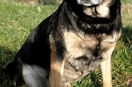 Piękna, wesoła suczka Afia szuka domu,  małopolski
