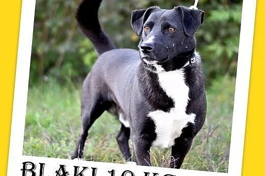 10kg,krótkie łapki,łagodny,wesoły piesek BLAKI.Adopcja,  dolnośląskie Wrocław