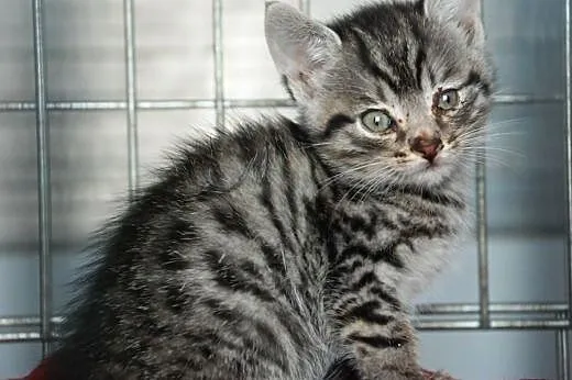 Kociak kocurek Srebrzysty 5-6 tyg. ADOPCJA,  małopolskie Kraków