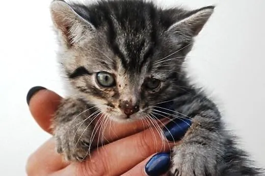 Kociak kocurek Srebrzysty 5-6 tyg. ADOPCJA,  małop