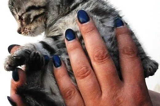 Kociak kocurek Srebrzysty 5-6 tyg. ADOPCJA,  małop