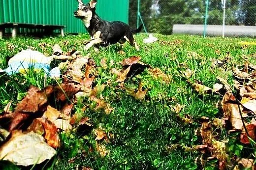 Maleńka Tipsi do adopcji!,  małopolskie Tarnów