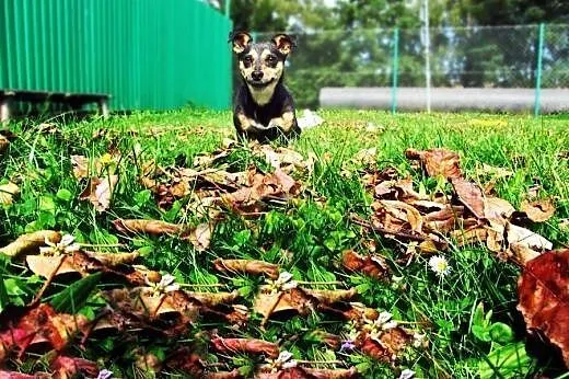 Maleńka Tipsi do adopcji!,  małopolskie Tarnów